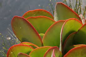 Kalanchoe thyrsiflora  6 cm pot