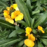 Wallflower Yellow 3 Ltr