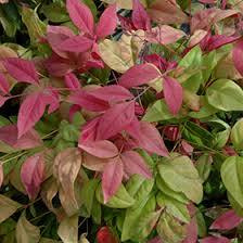 Nandina dom. Blush Pink / 5 Ltr pot