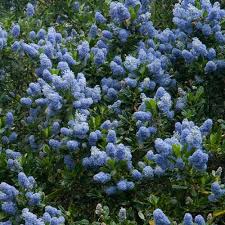 Ceanothus impressus Victoria