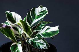 Peacock Plant Calathea Fusion White (14cm Pot)