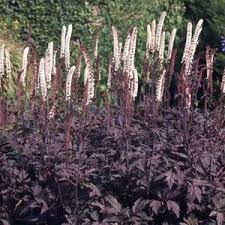 ACTAEA simp. Brunette