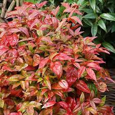 Nandina dom. Blush Pink