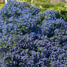 Ceanothus impressus Victoria