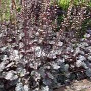 HEUCHERA Mulberry