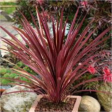 Cordyline austr. Red Star  P19