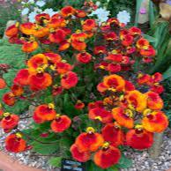 Calceolaria Sunset Orange