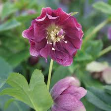 Helleborus Frostkiss Vibey Velvet