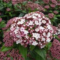 VIBURNUM TINUS SPIRIT