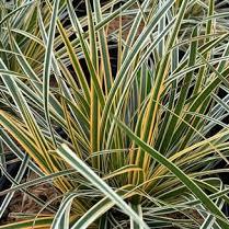 Carex Everglow