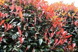 PHOTINIA SERR. RED ROBIN CLT 45   CIRC. TR. 08 - 10 CM  1/2 STD  CHIOMA 60 - 70 CM