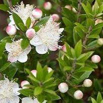 MYRTUS com. sub. tarentina