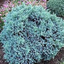 Juniper blue star