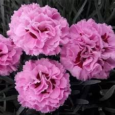 DIANTHUS Pink Ruffles