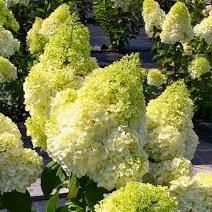 HYDRANGEA PAN. MATTERHORN