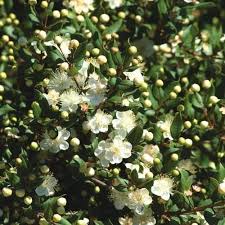 MYRTUS com. sub. tarentina