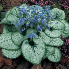 BRUNNERA mac. Jack Frost