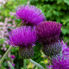 CIRSIUM riv. Trevors Blue Wonder