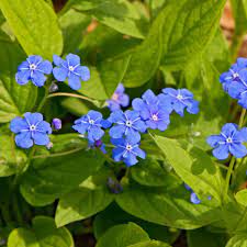 Omphalodes-verna-Plant