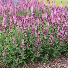 SALVIA nem. Caradonna Pink Inspiration