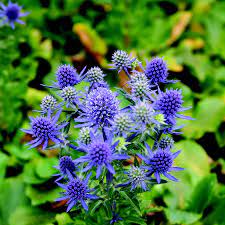 Eryngium bourgatii