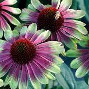 Echinacea Sweet Sandia