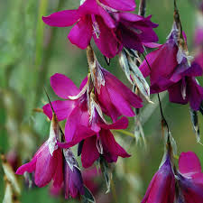 Dierama Pulcherinium Blackbird