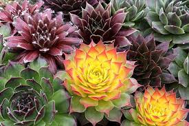 SEMPERVIVUM CC Gold Nugget