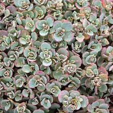 SEDUM cauticola Coca Cola