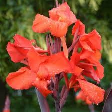 Canna Island Red Velvet (17cm Pot)