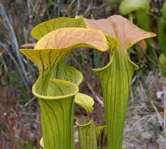 Trumpet Pitcher Plant Sarracenia mix  (13cm glass pot)