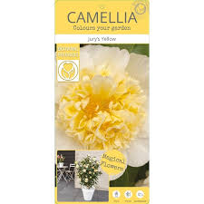 Camellia wil. Jurys Yellow