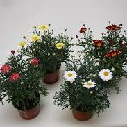 1 Ltr Argyranthemum