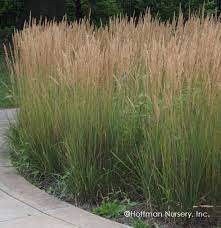 Feather Reed Grass (Calamagrostis Acutiflora Karl Foerster)