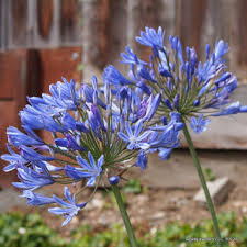 Agapanthus Amourette Blue