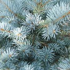 Picea pungens Super Blue  80-90 CM C10