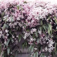 CLEMATIS ARMANDII APPLE BLOSSOM