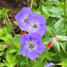 Geranium Rozanne