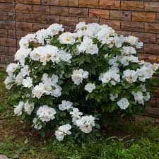 ROSA White Knock Out Shrub