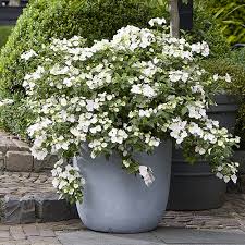 HYDRANGEA RUNAWAY BRIDE 7.5ltr