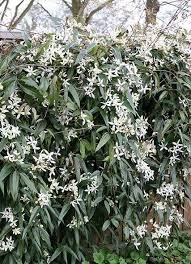 Clematis armandii Snowdrift  2 Ltr Pot single cane