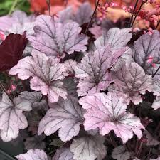 HEUCHERA Grape Timeless