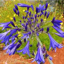 Agapanthus Blue Cloud