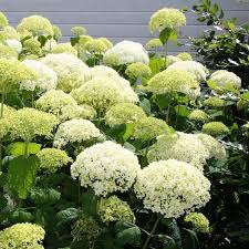 Hydrangea arb. Strong Annabelle