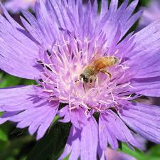 STOKESIA Mega Mels