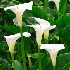 Zantedeschia aet. Snowwhite