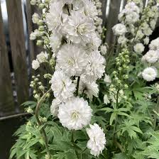 DELPHINIUM  Highlander Samba