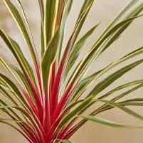 CORDYLINE A. MAGIC STAR