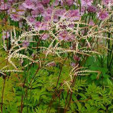 ARUNCUS Horatio