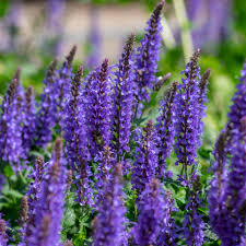 SALVIA nem. Synchro Blue